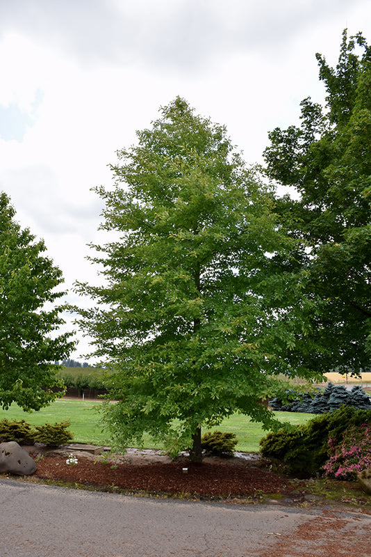 Nyssa sylvatica 'David Odom' / 'Afterburner' (Black Gum)