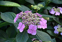 Hydrangea macrophylla 'Blue Wave'