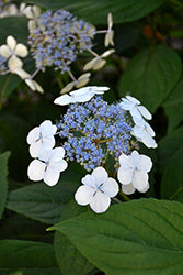 Hydrangea serrata 'Bluebird'