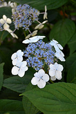 Hydrangea serrata 'Bluebird'
