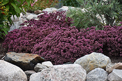 Sedum sunsparkler 'Cherry Tart' (Cherry Tart Stonecrop)