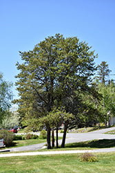 Pinus banksiana (Jack Pine)