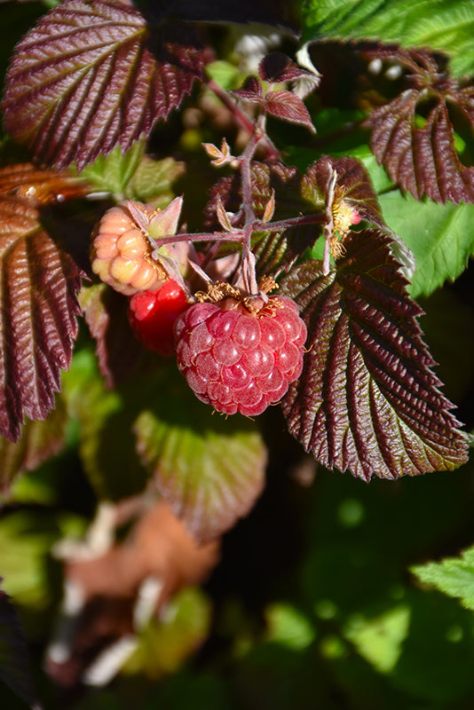 Rubus 'SK Red Mammoth' (Thornless Raspberry)