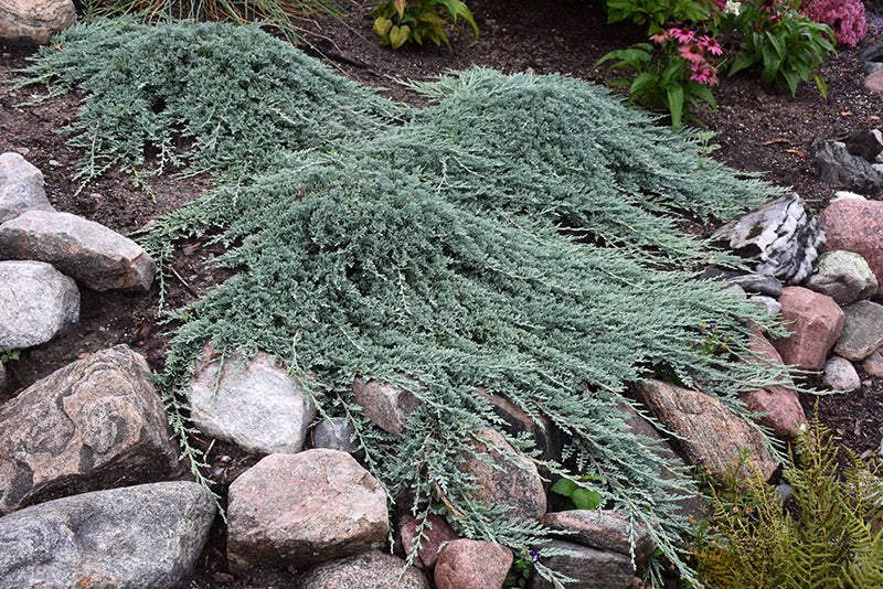 Juniper horizontalis 'Icee Blue'