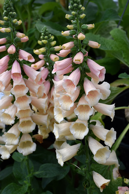 Digitalis purpurea 'Dalmation Peach' (Foxglove)