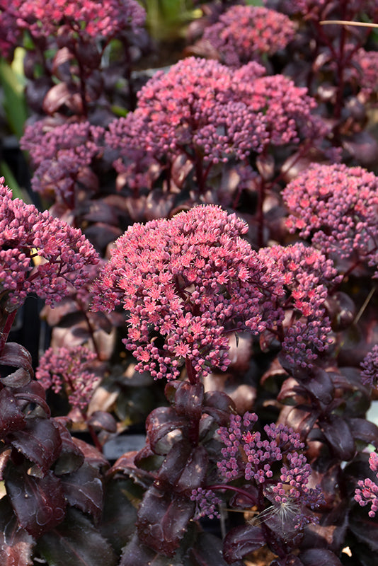 Sedum telephium 'Dark Magic'