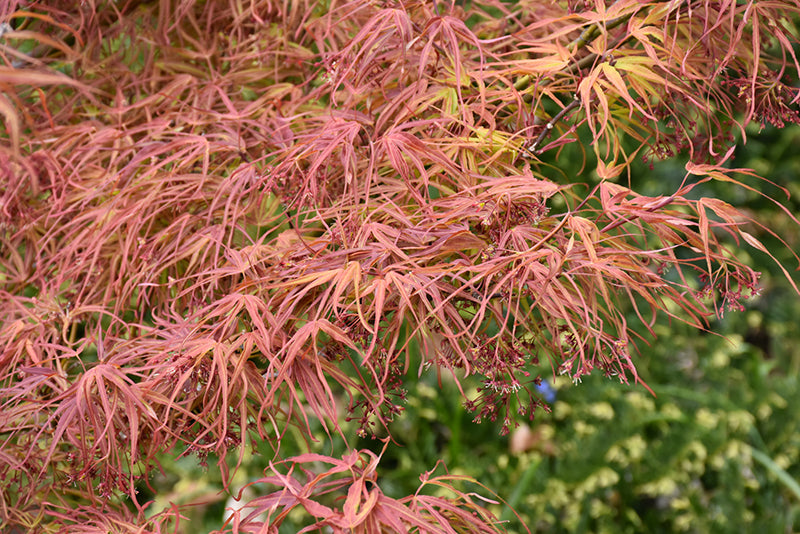 Acer palmatum 'Villa Taranto' (Japanese Maple)
