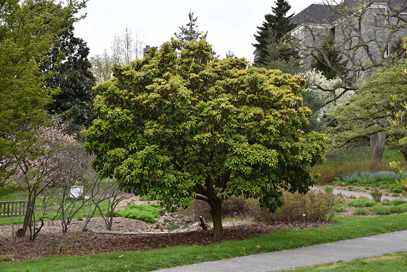 Photinia serrulata (Chinese Photinia)
