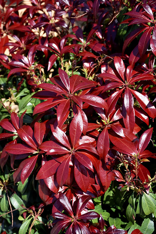 Pieris japonica 'Piesid2' / 'Glowing Hearts'