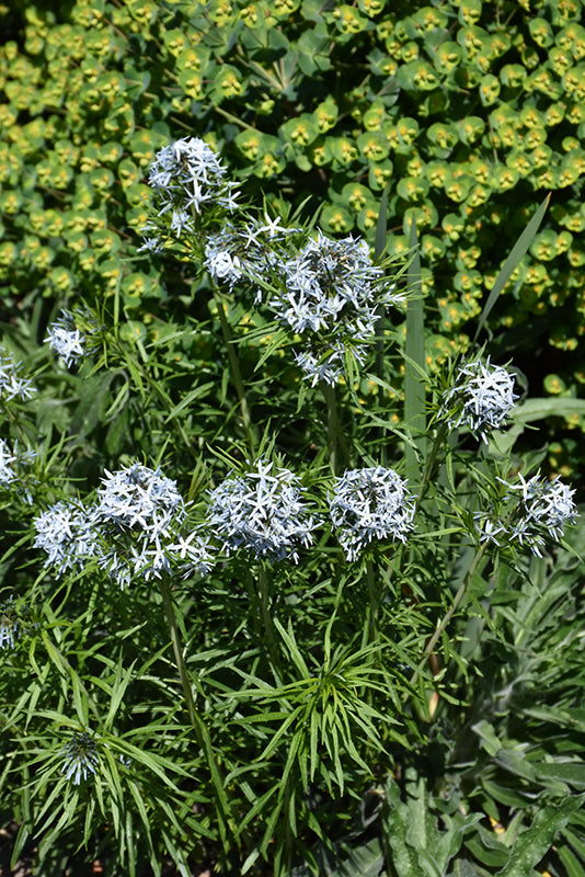 Amsonia hubrichtii 'Butterscotch' (Bluestar)