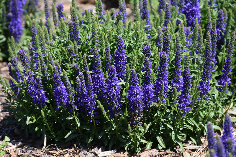 Veronica Vespers 'Blue' (Speedwell)