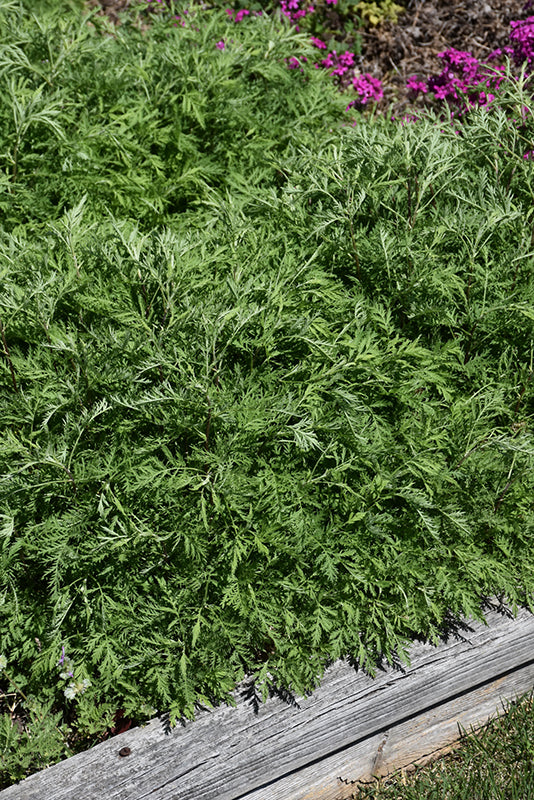 Artemisia gmelinii 'Balfernarc' / 'SunFern Arcadia' (Russian Wormwood)
