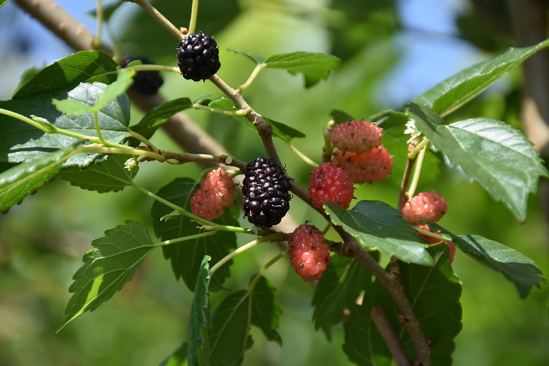 Morus rubra (Red Mulberry)