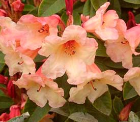 Rhododendron 'Jingle Bells'