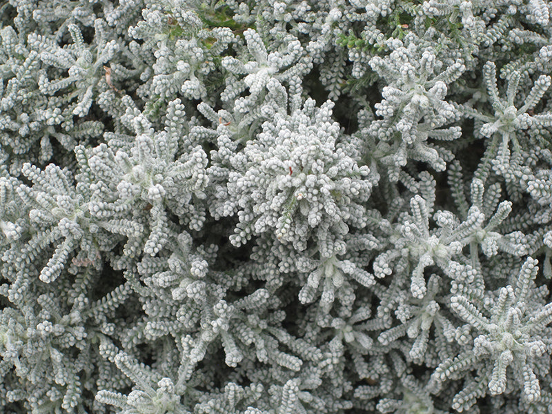 Santolina chamaecyparissus (Lavender Cotton)