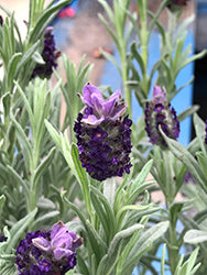 Lavandula stoechas