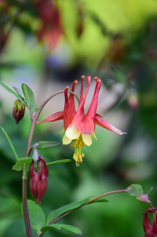 Aquilegia canadensis (Wild Columbine)