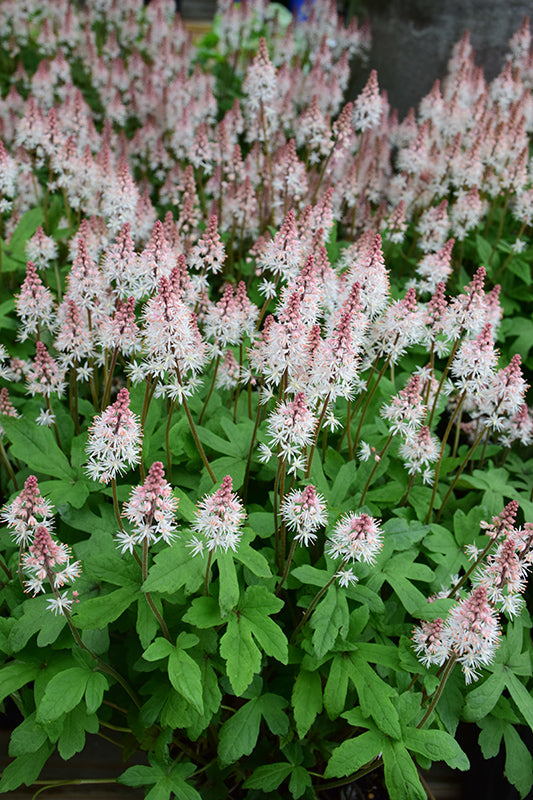 Tiarella 'Spring Symphony' (Foam Flower)