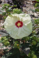 Hibiscus 'French Vanilla'