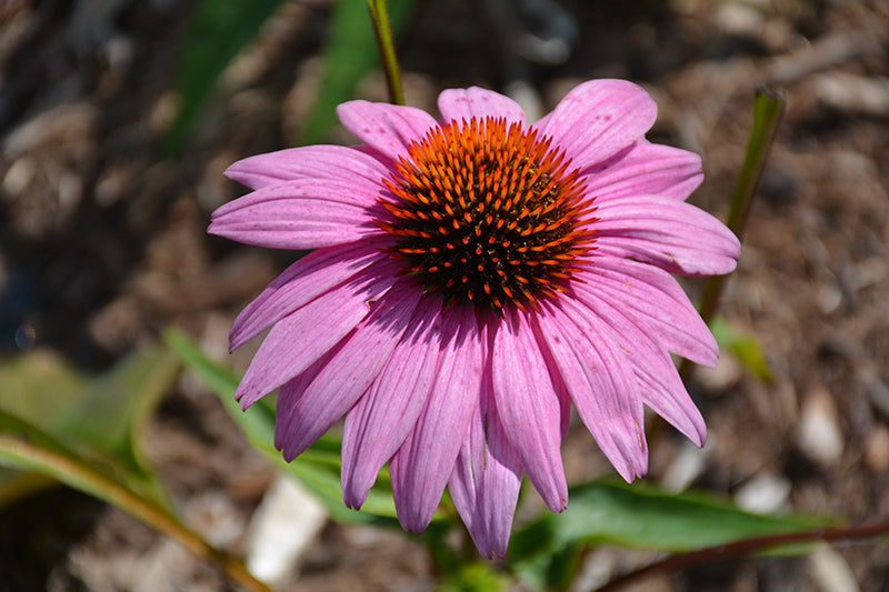 Echinacea purpurea 'Prairie Splendor Deep Rose'