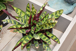 Calathea lacninfolia (Rattlesnake Plant)