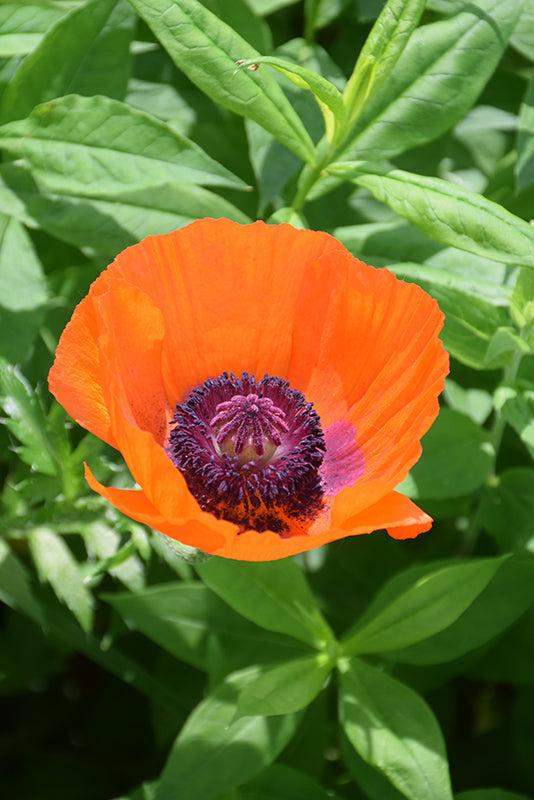 Papaver orientale 'Prince of Orange' (Prince of Orange Poppy)