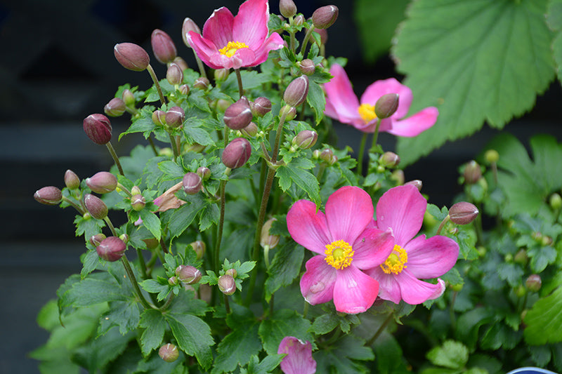 Anemone 'Fantasy Red Riding Hood' (Windflower)