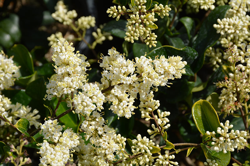 Ligustrum japonicum 'Texanum'