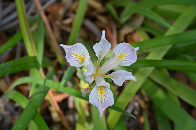 Iris missouriensis (Western blue iris)