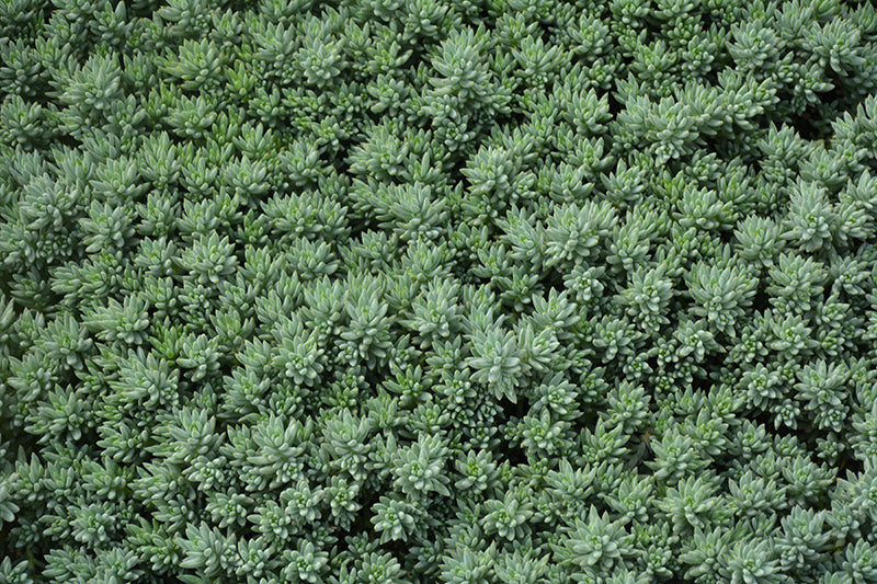 Sedum reflexum 'Blue Spruce' (Stonecrop)