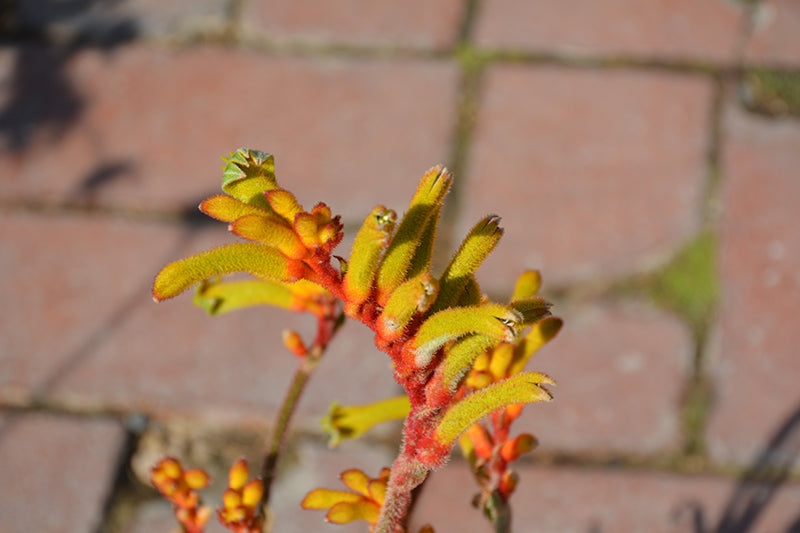 Anigozanthos 'Bush Tenacity' (Kangaroo Paw)
