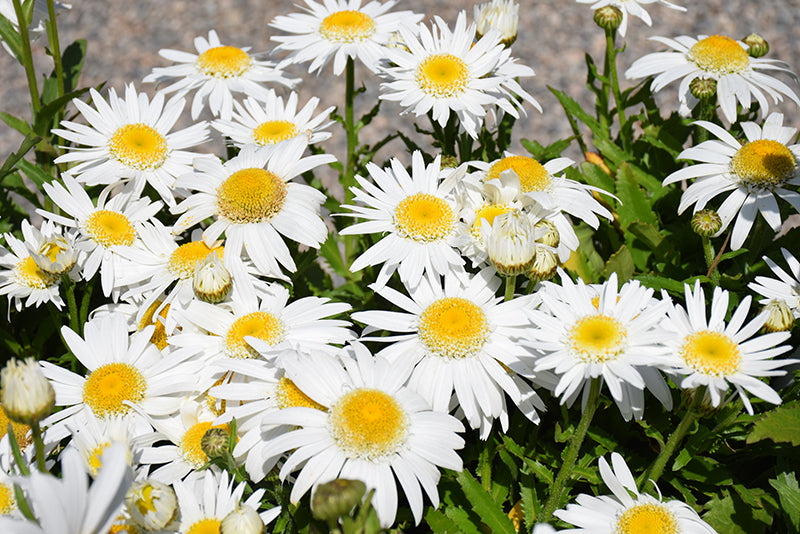 Leucanthemum x superbum 'Carpet Angel Daisy'