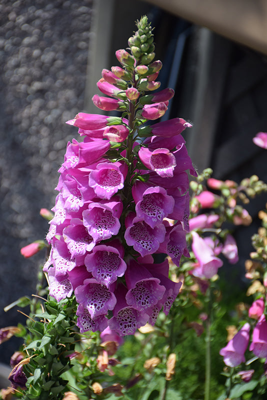 Digitalis purpurea 'Dalmation Purple' (Foxglove)
