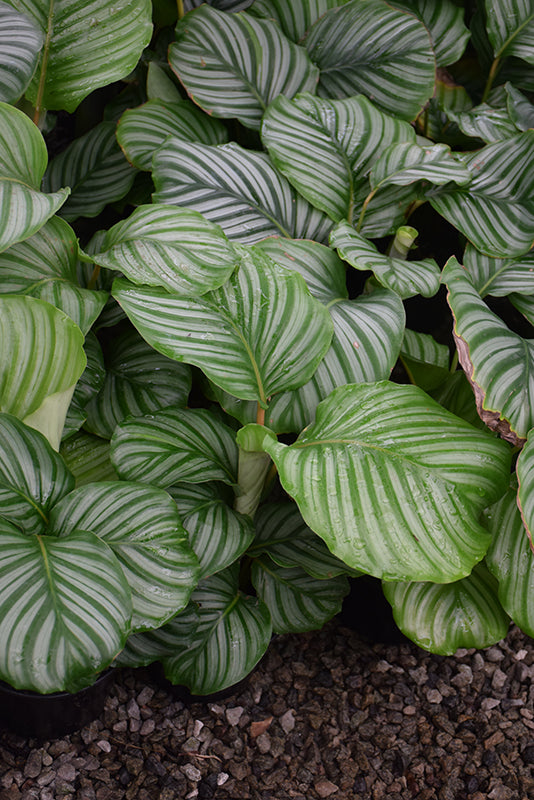 Calathea orbifolia (Prayer Plant)