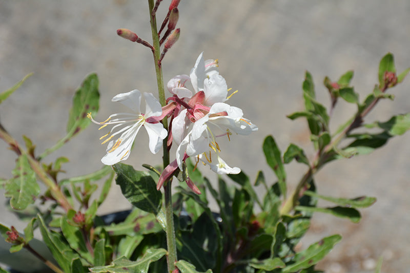 Gaura 'Bantam White Improved'