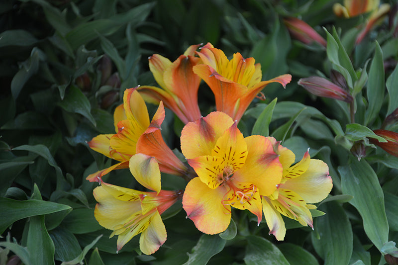 Alstroemeria 'Colorita Lisa' (Dwarf Peruvian Lily) (yellow)