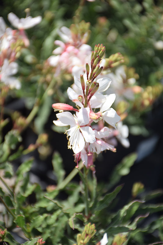 Gaura lindheimeri 'Belleza White Improved'