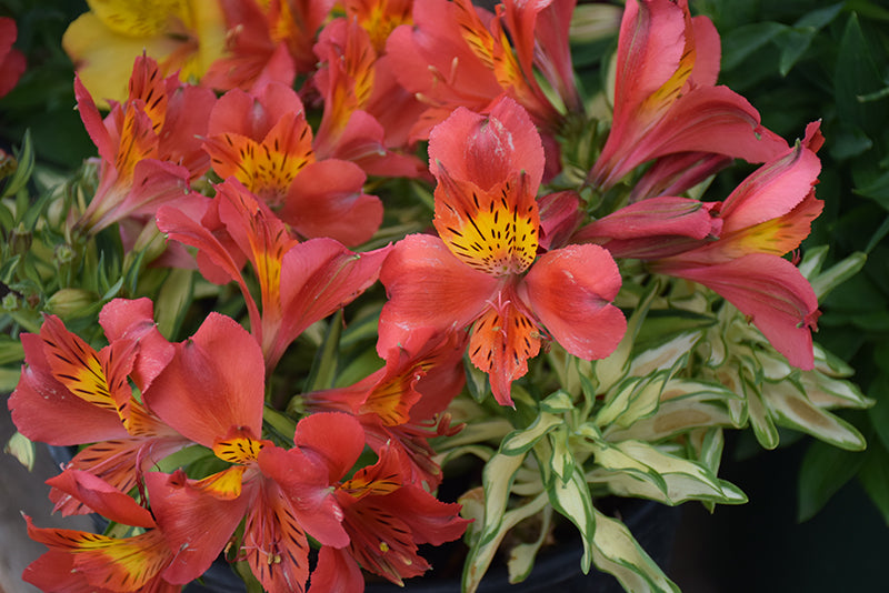 Alstroemeria 'Little Miss Zoe' (Peruvian Lily)(red)