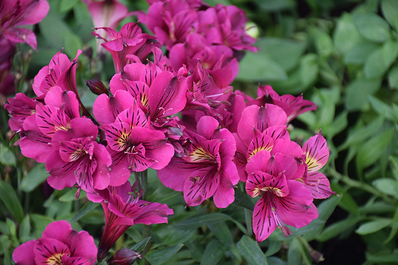Alstroemeria 'Inca Noble' (Dwarf Peruvian Lily) (purple)