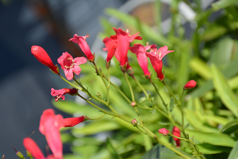 Penstemon 'Pristine Scarlet' (Beard Tongue)