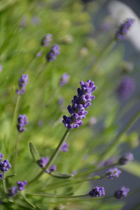 Lavandula angustifolia LaDiva 'Eternal Elegance'