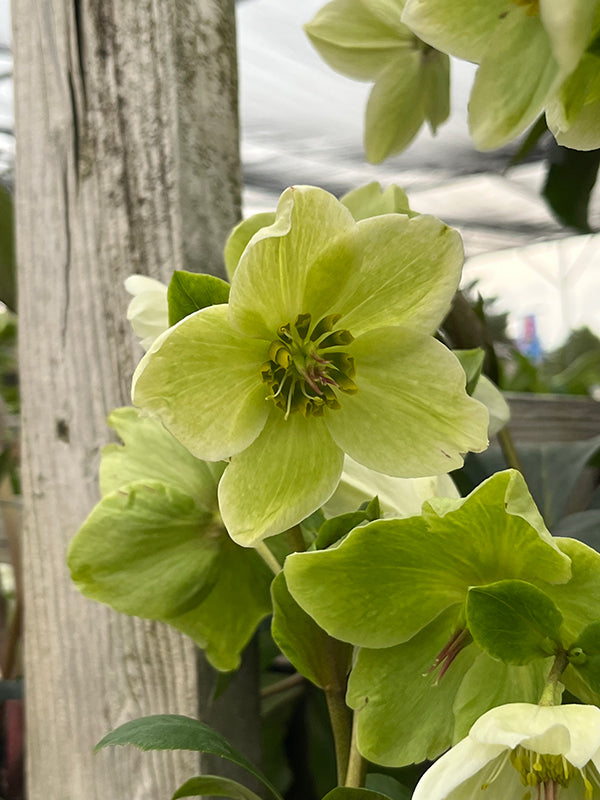 Helleborus HGC 'Ice N' Roses White'
