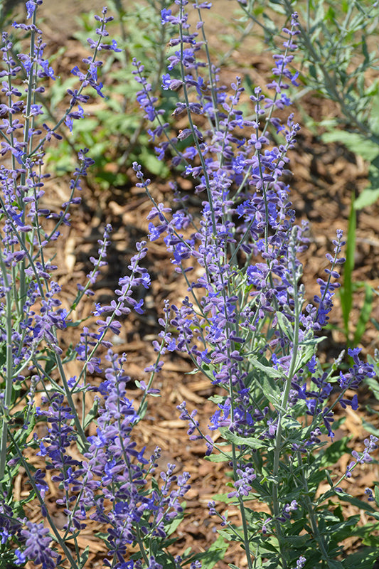 Perovskia atriplicifolia 'Compact Bluesette' (Compact Bluesette Russian Sage)