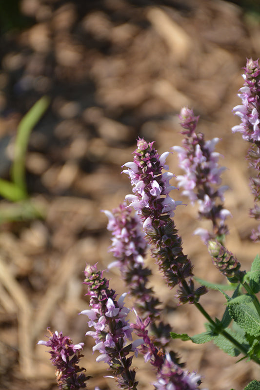 Salvia nemorosa 'Salute Light Pink'