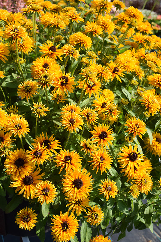 Rudbeckia 'Lion Cub' (Sweet Coneflower)