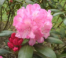 Rhododendron 'Kalinka'