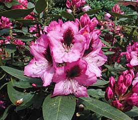 Rhododendron 'Kokardia'