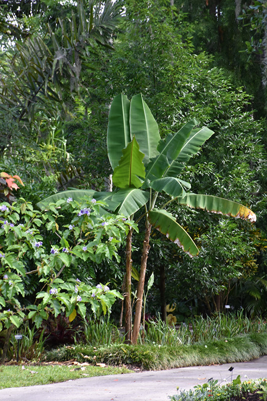 Musa yunnanensis (Yunnan Hardy Banana)