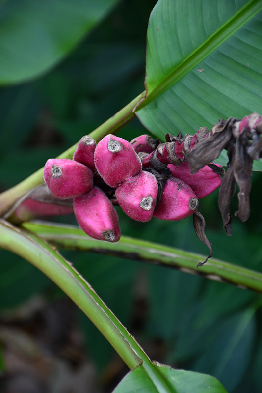 Musa velutina (Pink Banana)