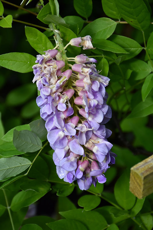Wisteria frutescens 'Amethyst Falls' (Amethyst Falls Wisteria)